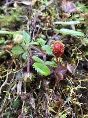 Fragaria hayatae
