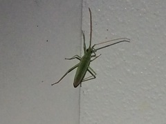 Trigonotylus