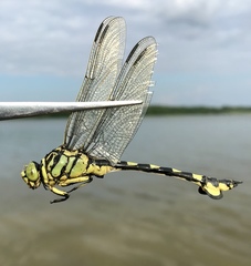 Sinictinogomphus clavatus