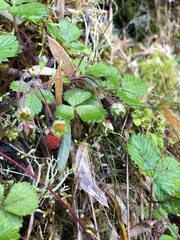 Fragaria hayatae