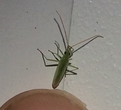 Trigonotylus