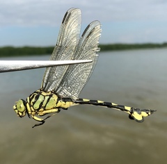 Sinictinogomphus clavatus