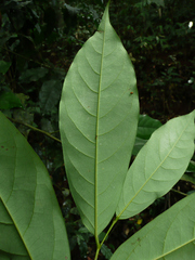 Annickia polycarpa