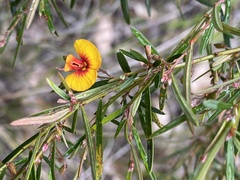 Bossiaea linophylla