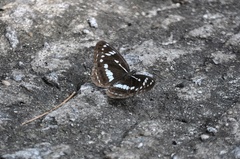 Limenitis helmanni