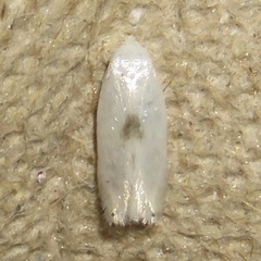 Pseudopostega quadristrigella