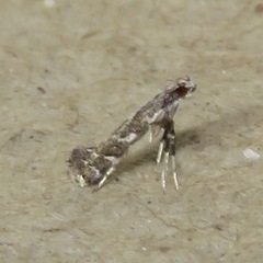 Leucospilapteryx venustella