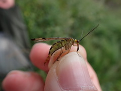 Panorpa germanica