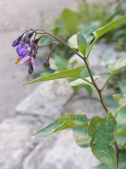 Solanum dulcamara