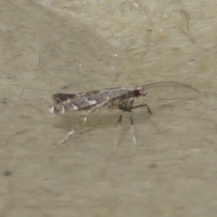 Leucospilapteryx venustella