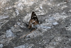 Limenitis helmanni