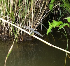Sinictinogomphus clavatus
