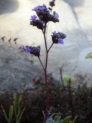 Limonium multiflorum