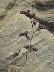 Limonium multiflorum