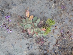 Limonium multiflorum