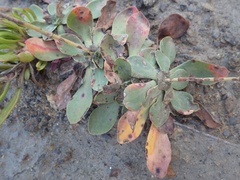 Limonium multiflorum