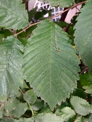 Ulmus glabra