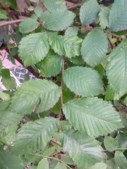 Ulmus glabra