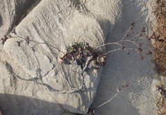 Limonium multiflorum