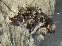 Limonium multiflorum