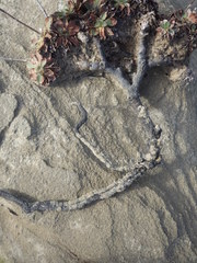 Limonium multiflorum