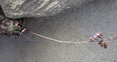 Limonium multiflorum