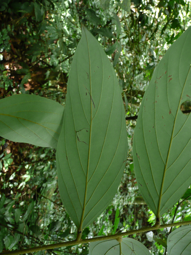 Diospyros mannii (Diospyros mannii)