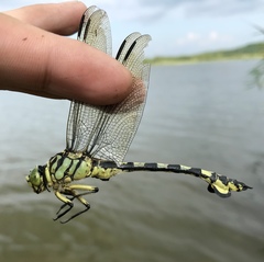 Sinictinogomphus clavatus