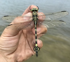 Sinictinogomphus clavatus
