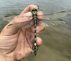 Sinictinogomphus clavatus