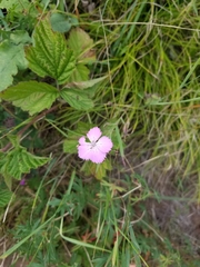 Dianthus caucaseus