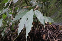 Alpinia intermedia