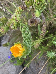 Oedera imbricata