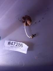 Volvariella nigrodisca