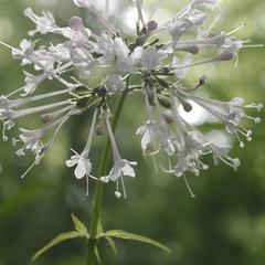 Valeriana pauciflora