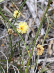 Alatae