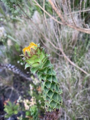 Oedera imbricata