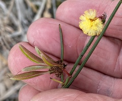 Alatae