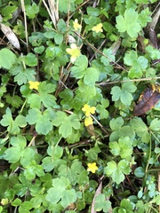 Ranunculus taisanensis