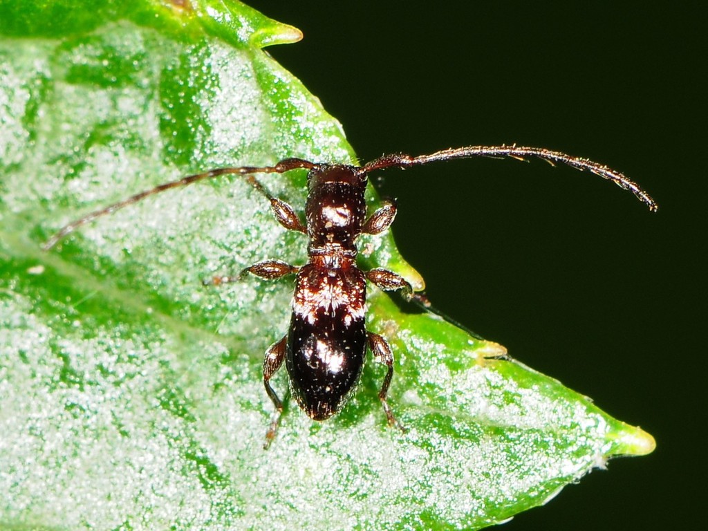 Cyrtinus