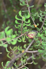 Persoonia cuspidifera