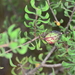 Persoonia cuspidifera - Photo (c) Chris Lindorff, algunos derechos reservados (CC BY-NC), subido por Chris Lindorff