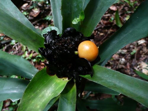 Dracaena calocephala