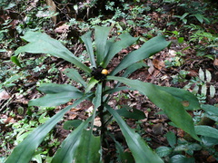 Dracaena calocephala image