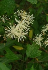 Clematis brevicaudata