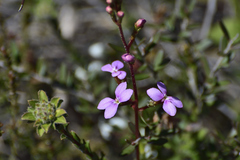 Stylidium lineare