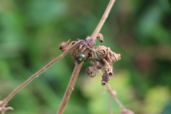 Lucilia sericata