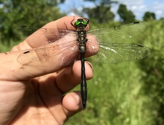 Somatochlora viridiaenea