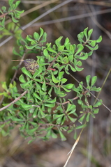 Persoonia cuspidifera
