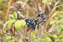 Vaccinium bracteatum